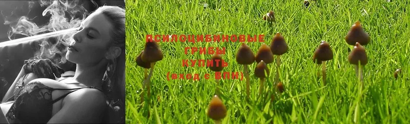 Галлюциногенные грибы MAGIC MUSHROOMS  Чишмы 